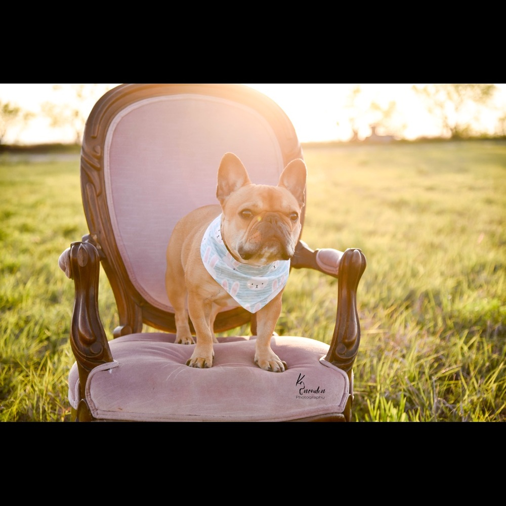 Closet Cleanout: Frenchie NOT FOR SALE